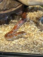 1.0 korenslang, Dieren en Toebehoren, Reptielen en Amfibieën, Slang, 3 tot 6 jaar