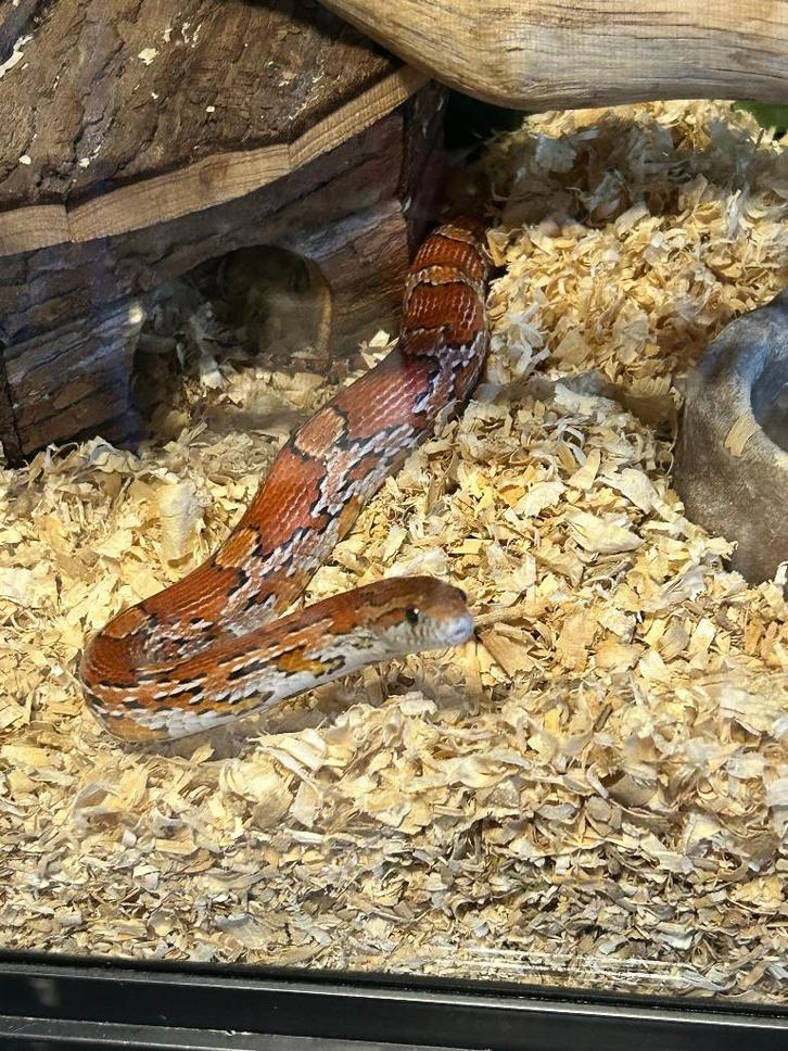 1.0 korenslang, Dieren en Toebehoren, Reptielen en Amfibieën, Slang, 3 tot 6 jaar