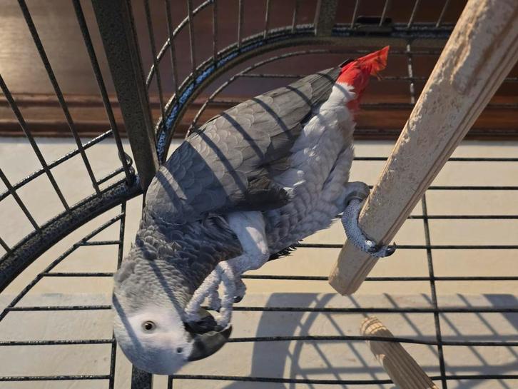 Grijze roodstaart (man) + kooi, Dieren en Toebehoren, Vogels | Parkieten en Papegaaien, Papegaai, Mannelijk, Pratend, Tam, Geringd