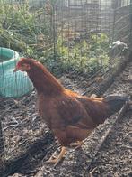 jeunes coqs issus de l'élevage d'animaux sauvages, Mâle, Poule ou poulet