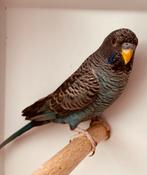Black face black wing, Dieren en Toebehoren, Vogels | Parkieten en Papegaaien, Mannelijk, Parkiet