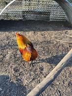 Araucana hanen uit top tt lijn,blauwleggers, Dieren en Toebehoren, Pluimvee