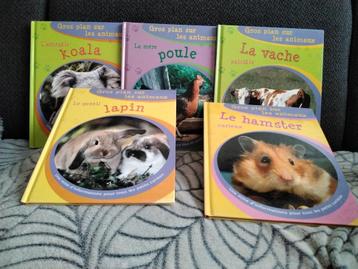 Différents animaux  beschikbaar voor biedingen