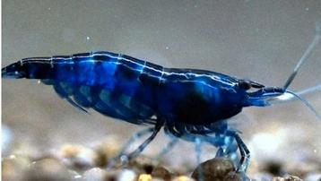 Bleu Dream neocaridina garnalen  beschikbaar voor biedingen