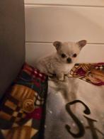 Chihuahua, Dieren en Toebehoren, België, Fokker | Hobbymatig, Reu, 8 tot 15 weken