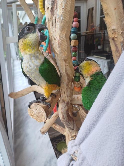 Zwartkop Caique's, Dieren en Toebehoren, Vogels | Parkieten en Papegaaien, Dwergpapegaai of Agapornis, Meerdere dieren, Tam, Geringd