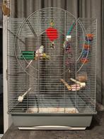 Grasparkieten ( vogel, parkieten, kooi), Dieren en Toebehoren, Vogels | Parkieten en Papegaaien, Meerdere dieren, Parkiet