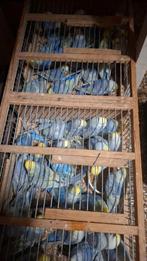 Grasparkieten regenbogen  25euro  koppel, Dieren en Toebehoren, Vogels | Parkieten en Papegaaien