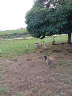 Knobbelganzen, Dieren en Toebehoren, Pluimvee, Meerdere dieren, Gans of Zwaan