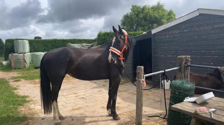 Mooie lieve 7jarige tuiger, Dieren en Toebehoren, Paarden, Merrie, B, 160 tot 165 cm, 7 tot 10 jaar, Tuigpaard, Met stamboom, Gechipt