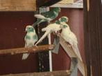 kakariki 's, Meerdere dieren, Parkiet, Geringd