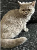 Lilac Exotic shorthair, Dieren en Toebehoren, Katten en Kittens | Raskatten | Korthaar, Poes, Gechipt, 0 tot 2 jaar