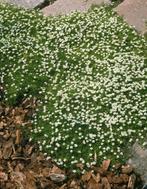 Sagina subulata, Tuin en Terras, Planten | Tuinplanten, Ophalen, Halfschaduw