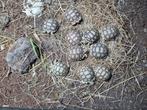 Sulcata  juvénile