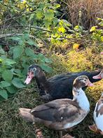 Eenden, Dieren en Toebehoren, Pluimvee