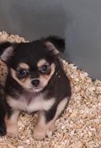 Chihuahua dwergpinschertje, Dieren en Toebehoren, Honden | Niet-rashonden, CDV (hondenziekte), Meerdere, Klein, 8 tot 15 weken