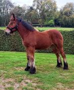 trekpaard, Dieren en Toebehoren, Paarden, M