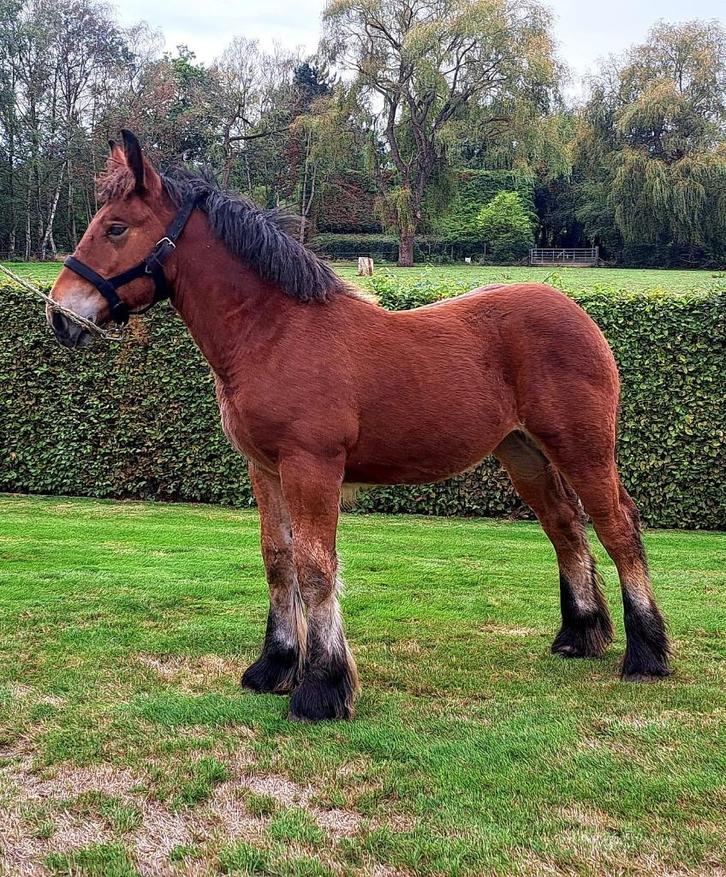 trekpaard, Dieren en Toebehoren, Paarden, M