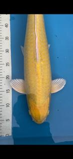 Yamabuki 57cm Izumiya, Dieren en Toebehoren, Vissen | Vijvervissen, Karper of Koi