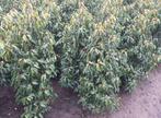 Prunus Lucitanica angustifolia 150-175 cm STUNTPRIJS., Tuin en Terras, Planten | Struiken en Hagen, Ophalen, Laurier, Haag