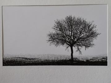 Solitaire boom - tekening beschikbaar voor biedingen