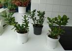 Crassula ovata - Jadeplant (kamerplant), Ophalen, Vetplant