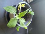 Aardpeer plantjes, Ophalen, Gehele jaar
