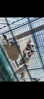 diamants mandarins +-30, Dieren en Toebehoren, Dierenvoeding, Ophalen, Vogel