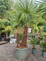 Winterharde palmboom Trachycarpus Fortunei 2 stam, Ophalen, Halfschaduw, Palmboom