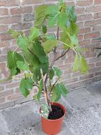 vijgenplant, Tuin en Terras, Planten | Tuinplanten, Volle zon, Vaste plant, Bloeit niet, Ophalen