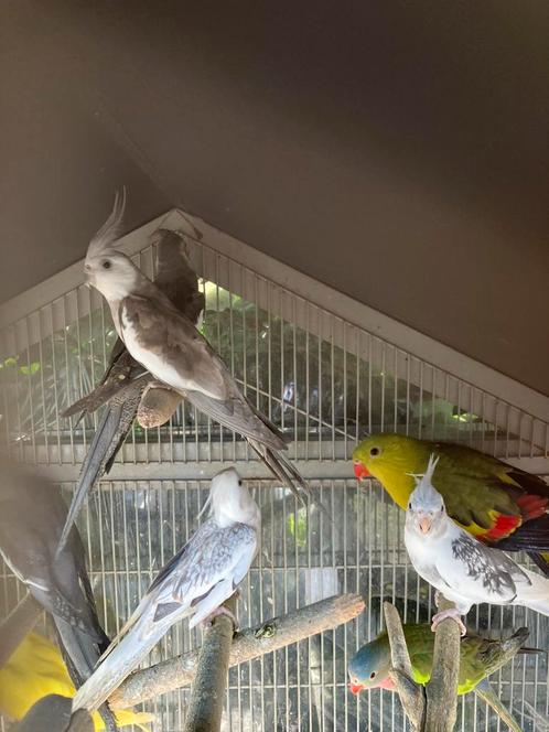 HALF TAMME WITTE EN GELE VALKPARKIETEN VANAF 50 EURO, Dieren en Toebehoren, Vogels | Parkieten en Papegaaien, Parkiet, Meerdere dieren