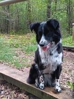 Prachtige border collie pups, Dieren en Toebehoren, België, Fokker | Hobbymatig, 8 tot 15 weken, CDV (hondenziekte)