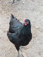 Australorp hanen, Animaux & Accessoires, Volatiles