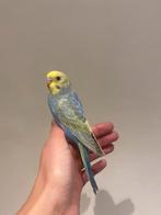 Grasparkiet, Dieren en Toebehoren, Vogels | Parkieten en Papegaaien, Geslacht onbekend, Parkiet, Geringd