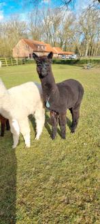 Alpaca zwarte hengsten  met stamboom, Dieren en Toebehoren