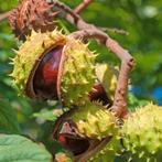 Paardenkastanje, Tuin en Terras, Planten | Tuinplanten, Ophalen
