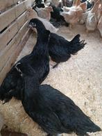 jeunes marans âgés de 4 mois (œuf = brun foncé), Poule ou poulet, Femelle