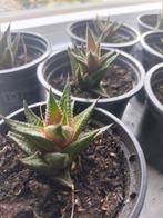 Kamerplantjes, Huis en Inrichting, Kamerplanten, Ophalen, Vetplant, Halfschaduw, Minder dan 100 cm