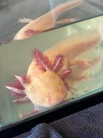 Axolotl, Dieren en Toebehoren, Vissen | Aquariumvissen