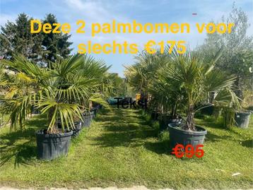 Palmbomen trachycarpus fortunei!, Enlèvement