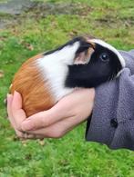 Jonge Cavia's te koop, Dieren en Toebehoren, Knaagdieren, Meerdere dieren, Cavia