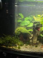 Garnalen, Dieren en Toebehoren