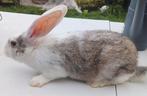 Reuzen kruising Rammelaars 25€., Dieren en Toebehoren, Konijnen, Mannelijk, Groot, 0 tot 2 jaar