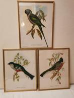 Tropische vogels, Enlèvement ou Envoi