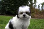Malshih puppy, reutje, geboren 21 juli, Dieren en Toebehoren, Honden | Chihuahua's en Gezelschapshonden, België, CDV (hondenziekte)