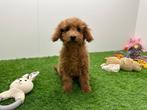 Dwergpoedel pups, Poedel, België, 8 tot 15 weken, CDV (hondenziekte)