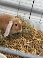 Lief dwergkonijntje zoekt warme thuis, Mannelijk, Dwerg, Hangoor, 0 tot 2 jaar