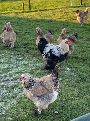1.5 jarige Brahma Zalm hennen (aan de leg) beschikbaar voor biedingen
