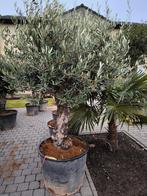 Winterharde olijfbomen, Tuin en Terras, Lente, 100 tot 250 cm, Olijfboom, Ophalen