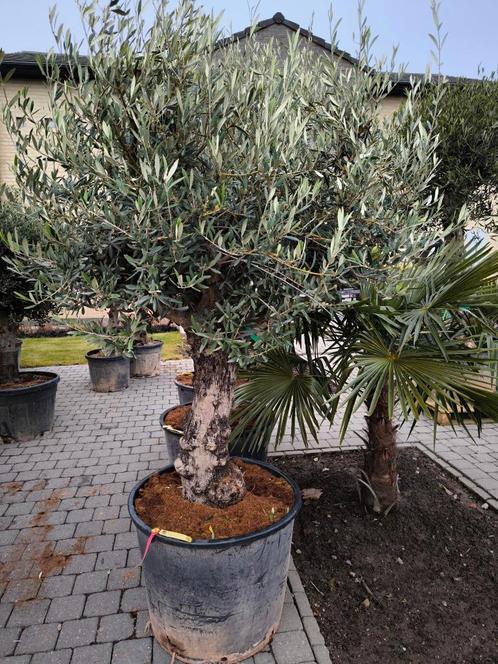 Winterharde olijfbomen, Tuin en Terras, Planten | Bomen, Olijfboom, 100 tot 250 cm, Volle zon, Lente, In pot, Ophalen